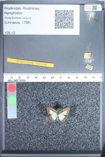 Media type: image;   Entomology 75198